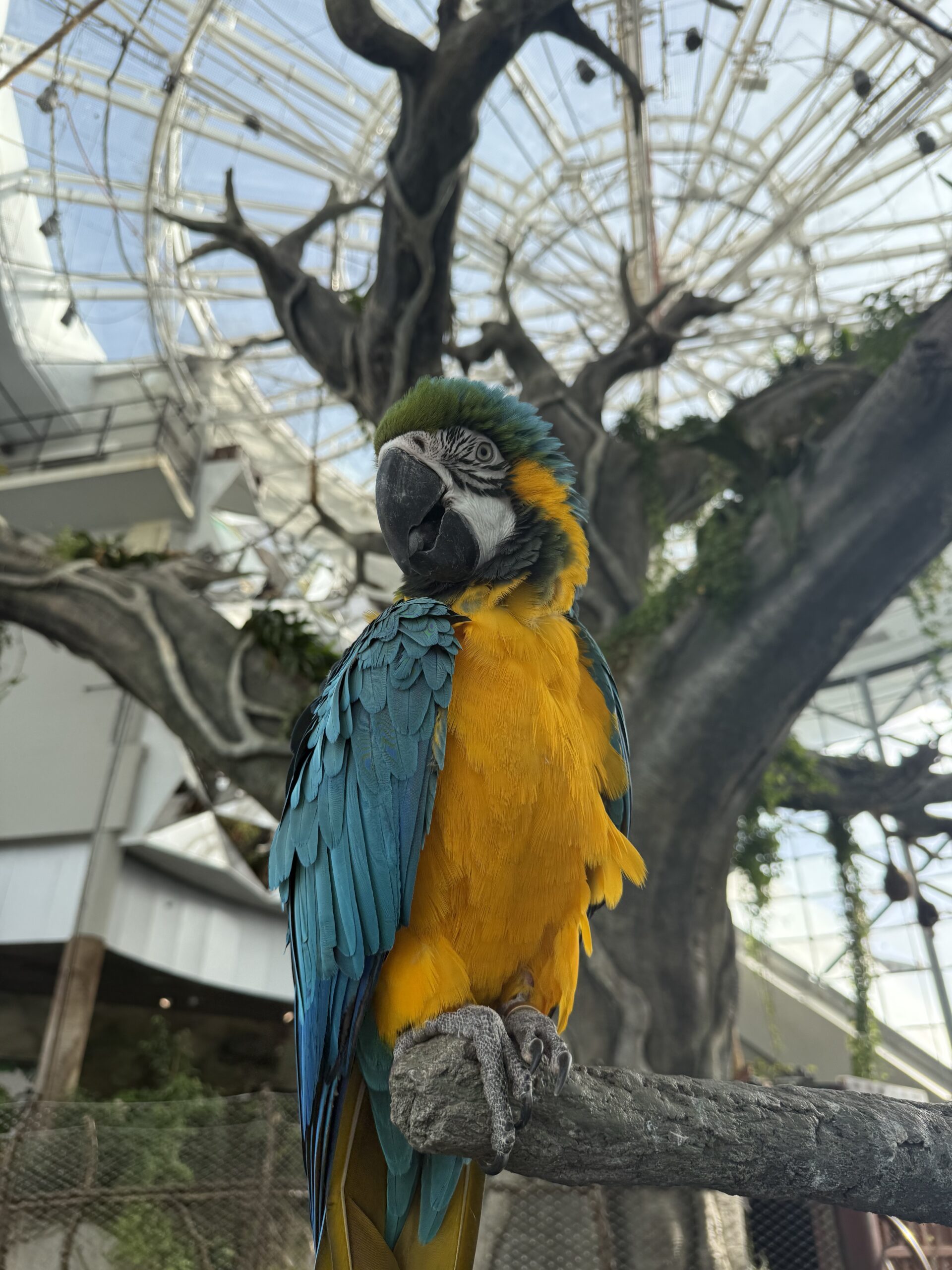 Picture of a parrot