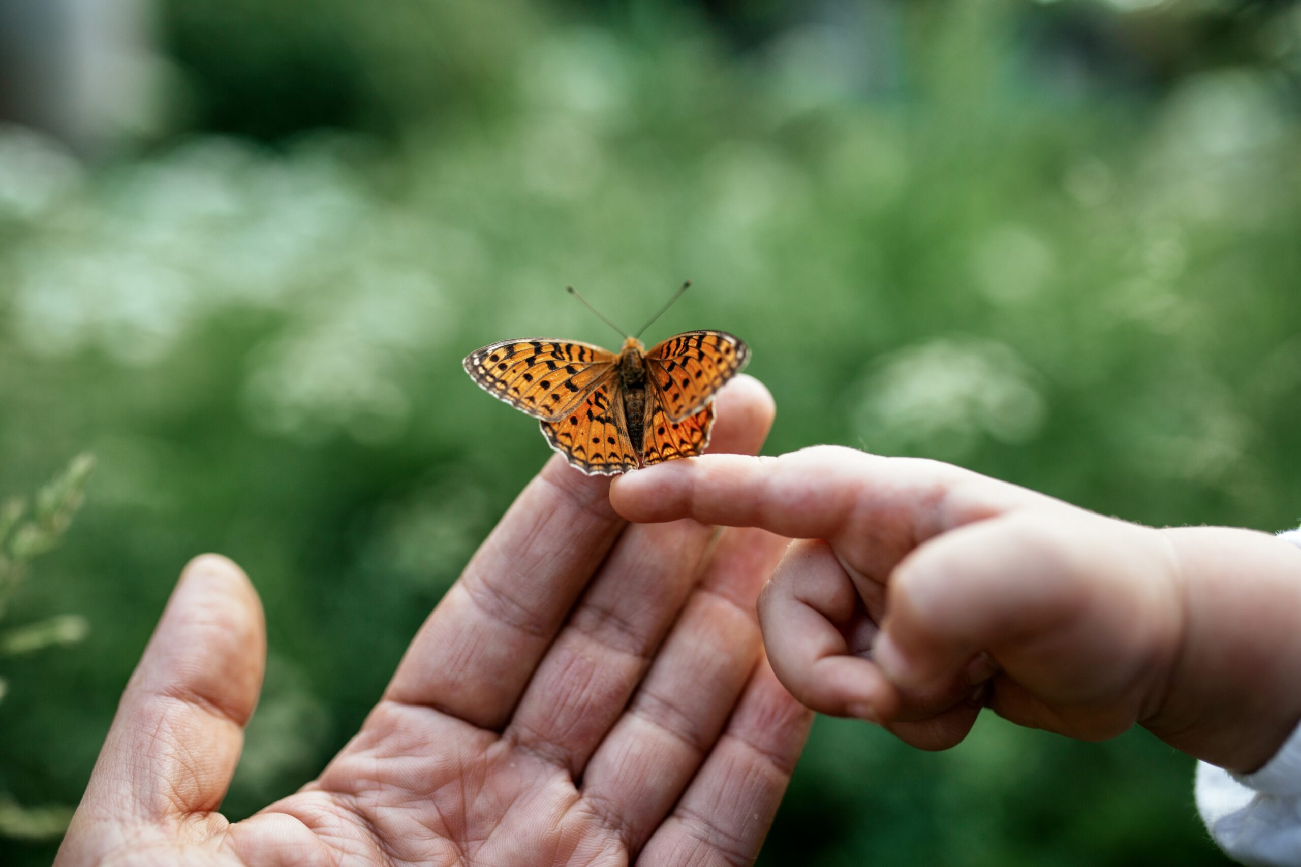 An adult's open palm and a baby's tiny hand gently meeting as an orange fritillary butterfly rests between them against a blurred green background.